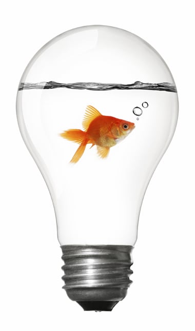goldfishlightbulb